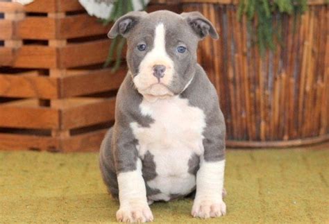 american bully puppies for sale in ny|american bully female for sale.